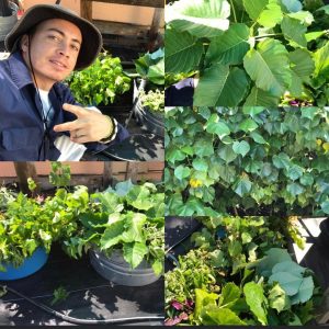 Naivi and Wilmer Bring Greenery and Wellness To Their Community